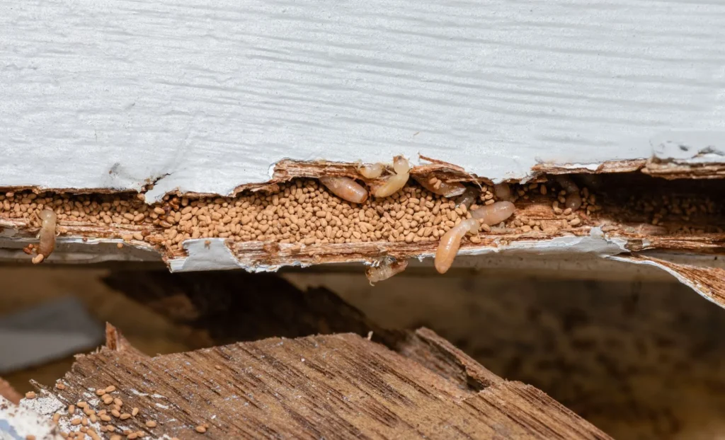 early stage termite damage drywall