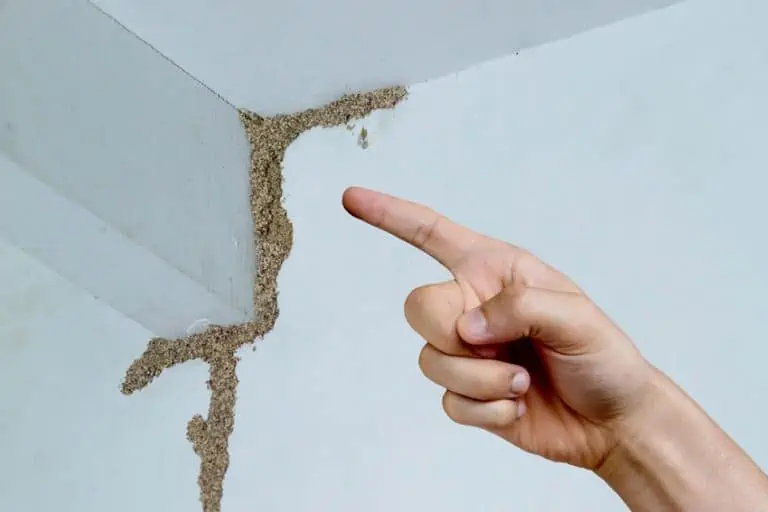 termite pin holes in drywall 2